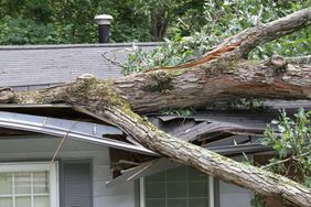 Large fallen tree on top of roof it cracked in storm.
